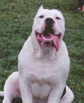 doog